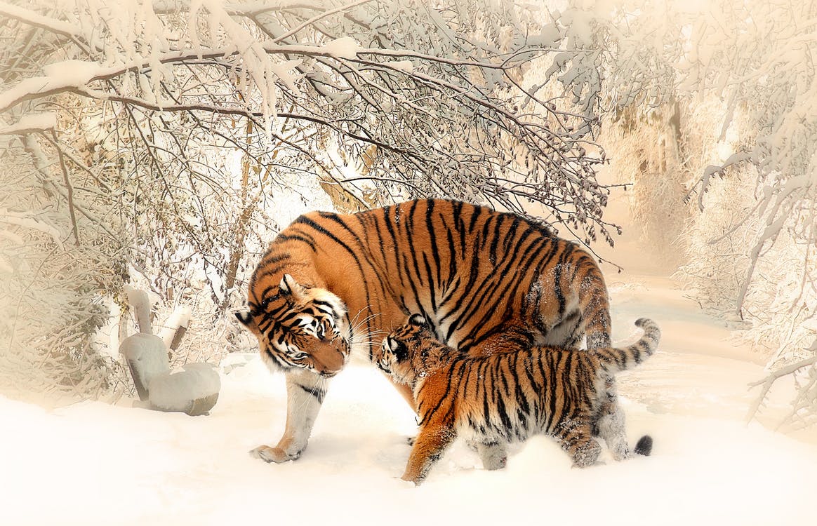 tiger and Cub on Snowfield Near Bare Trees.jpeg