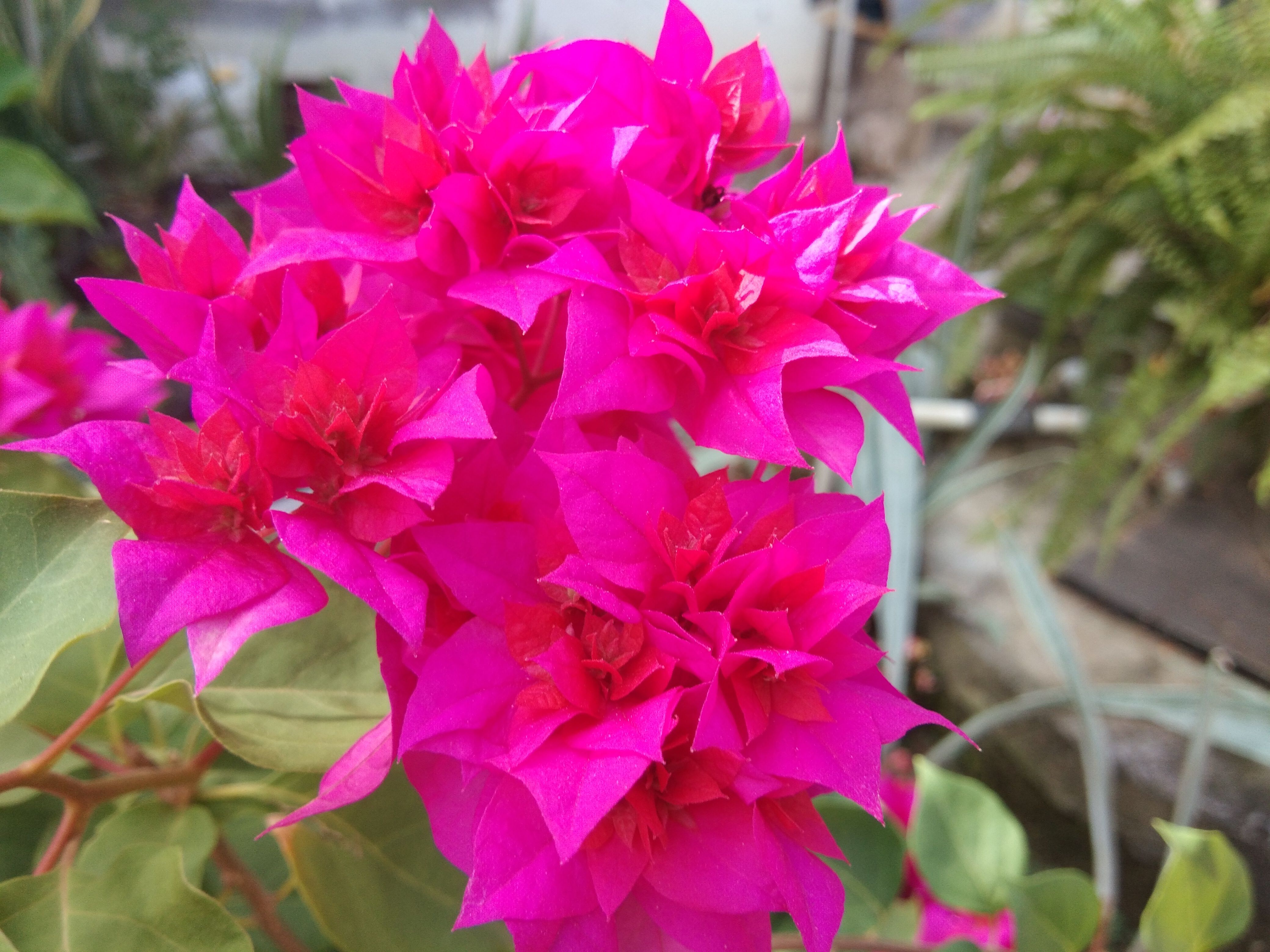 Wow 23+ Gambar Bunga Pink Cantik - Gambar Bunga HD