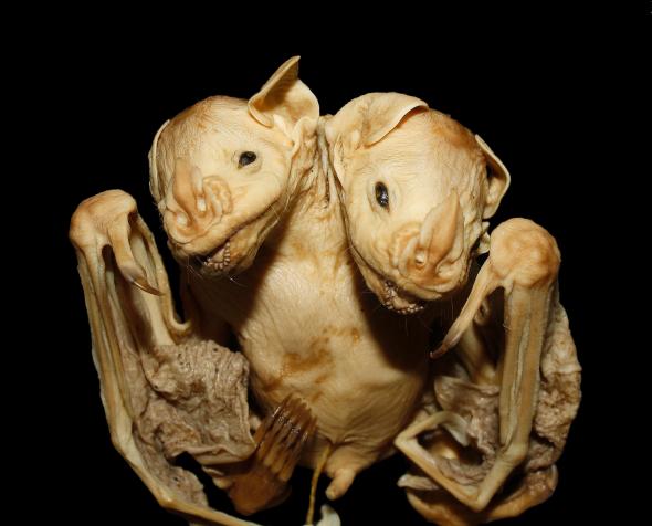 01-Conjoined-bat.adapt.590.1.jpg