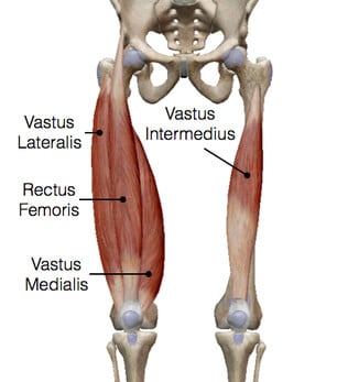 Quadriceps-Muscles-Anatomy.jpg