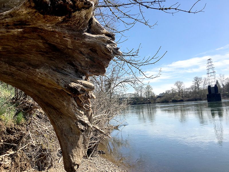 Uprooted tree.JPG