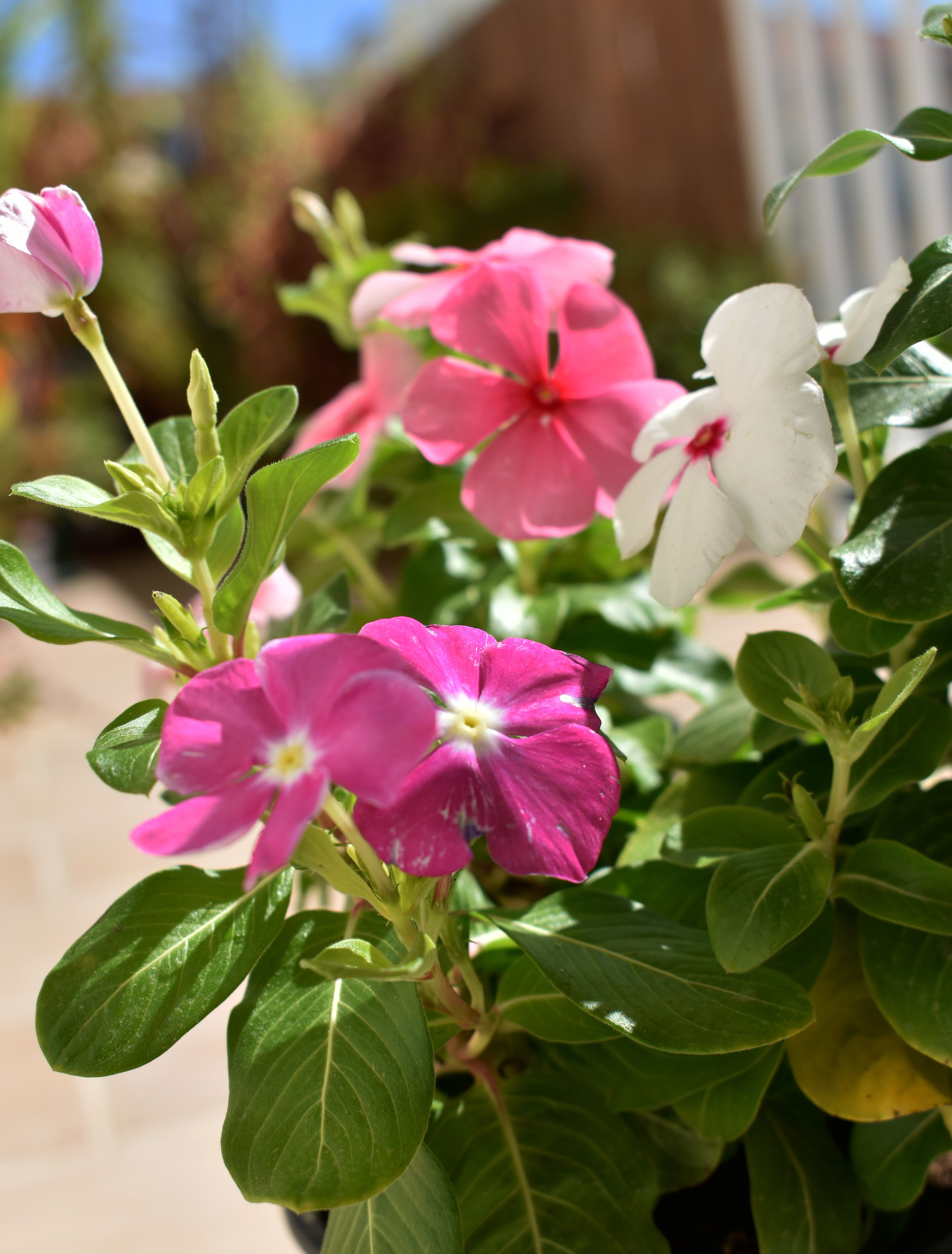 Periwinkle balcony.jpg