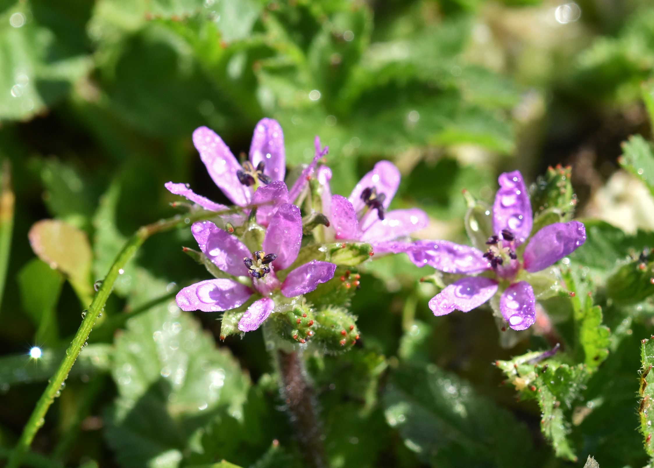 purple wildflower Erodium moschatum geranium macro 2.jpg