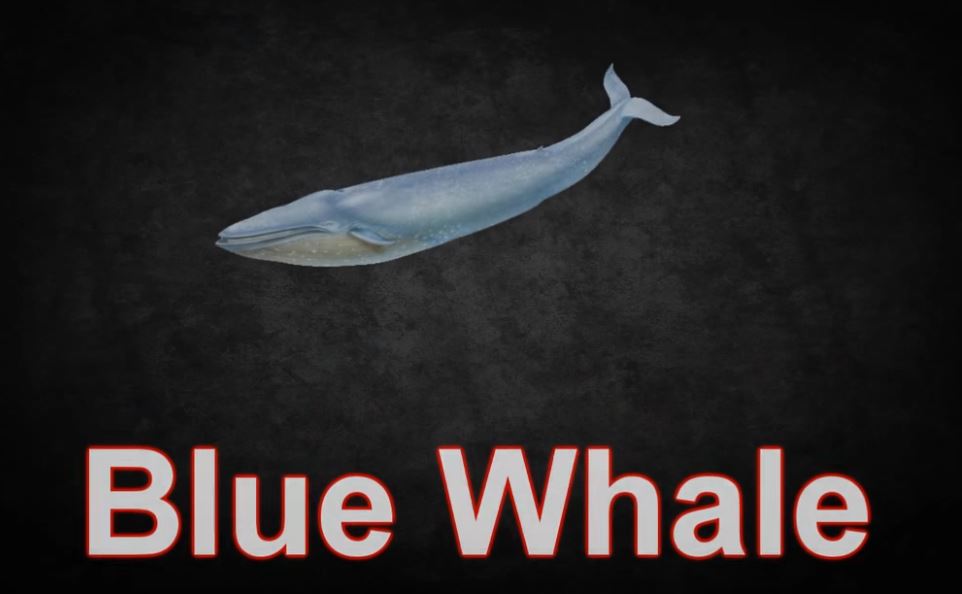 01BlueWhale.JPG