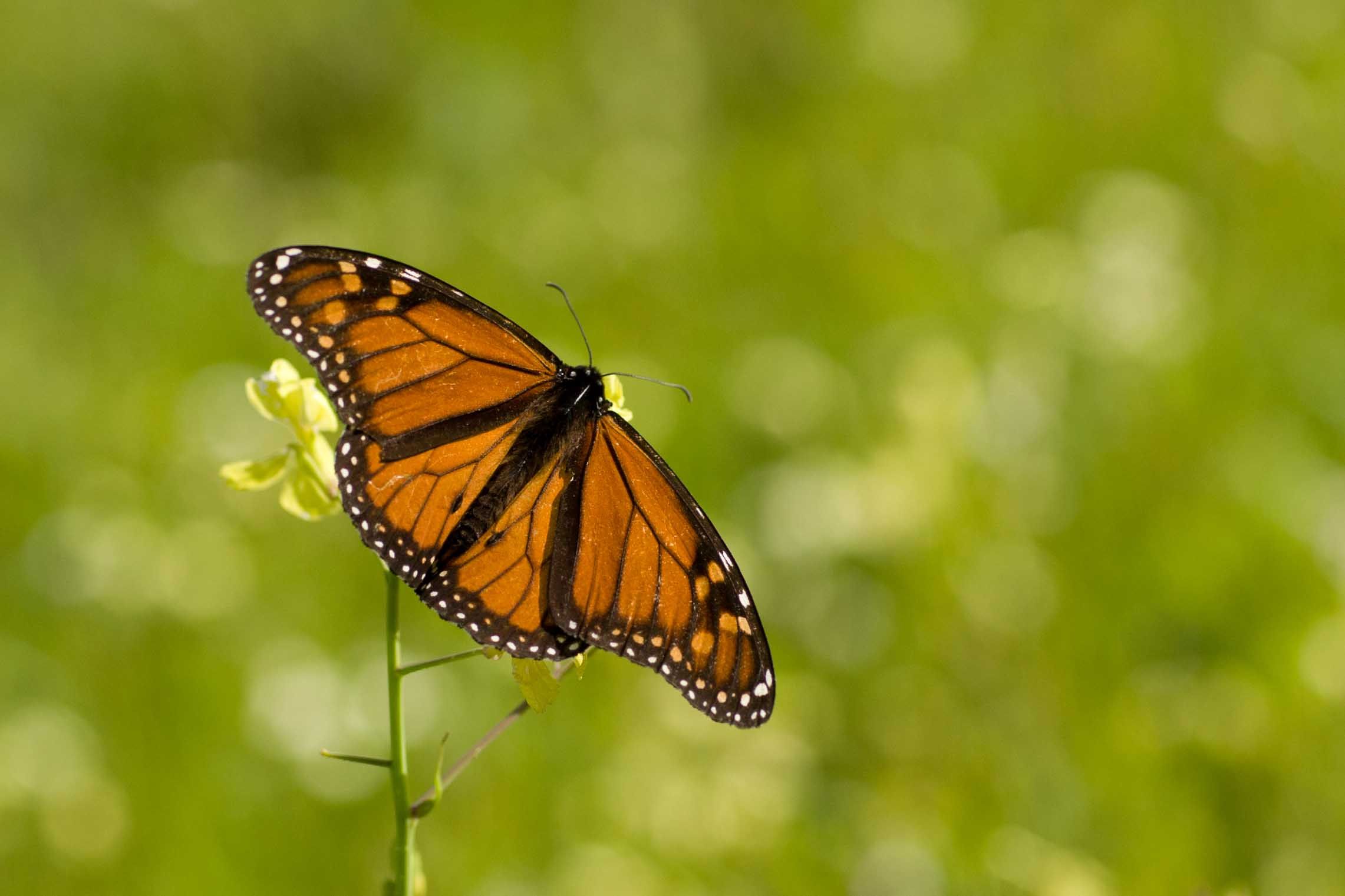 Butterfly 003.jpg