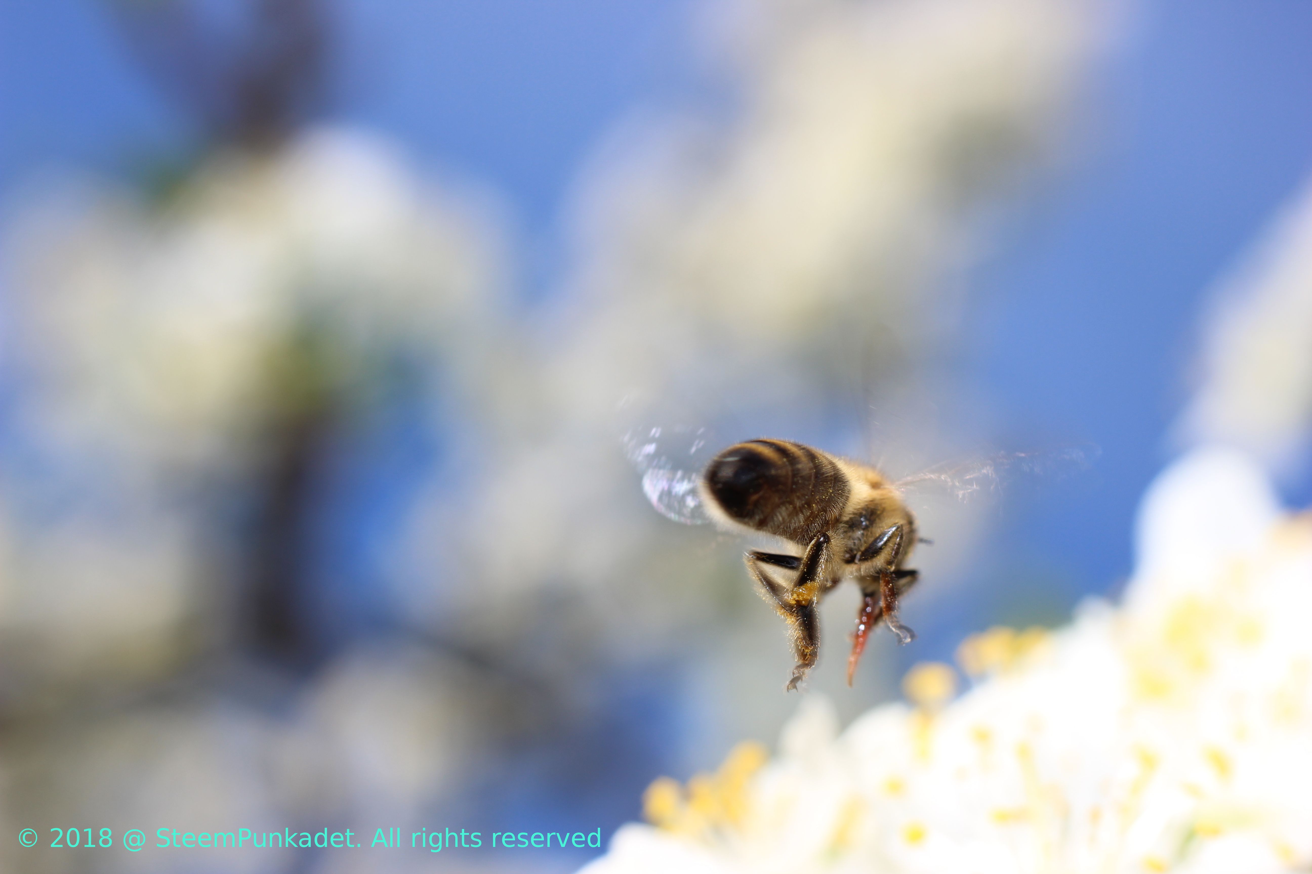 honeybee flight.jpg
