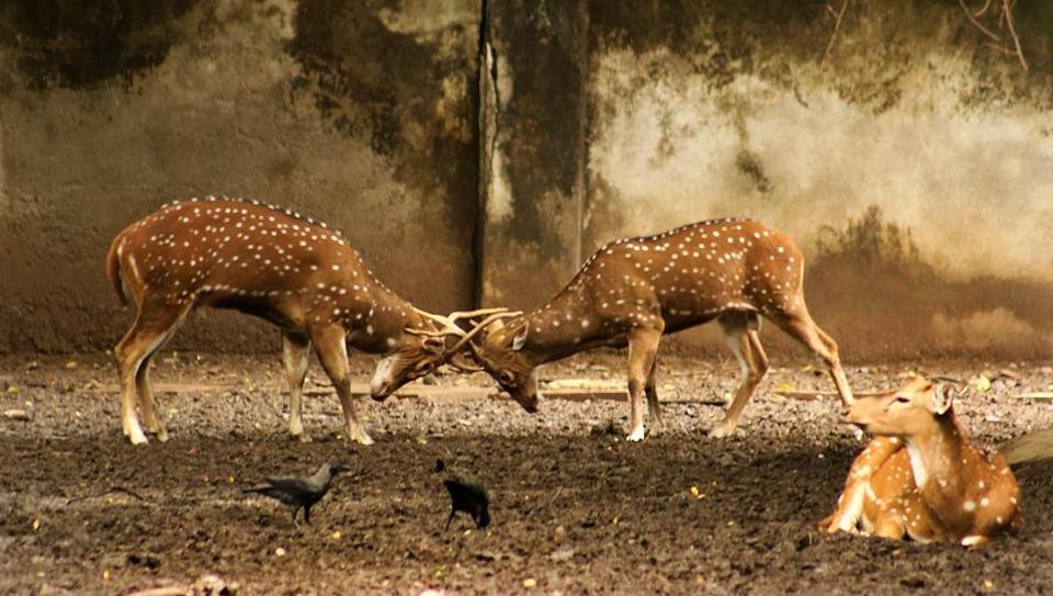 byculla-zoo-in-mumbai_d0150094-80a3-11e7-aa81-8a4dce36eef3.jpg