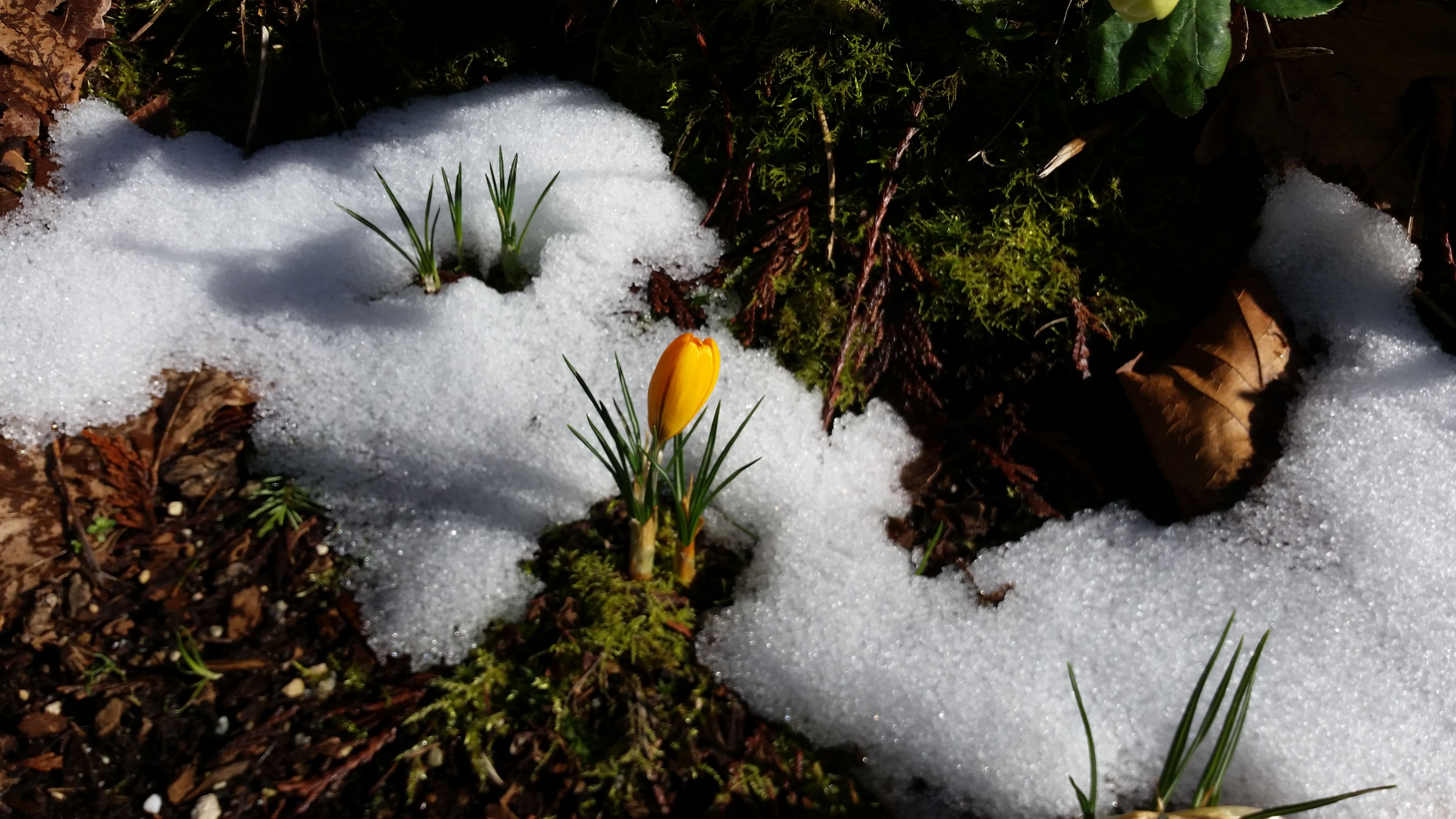 Spring Crocus.jpg