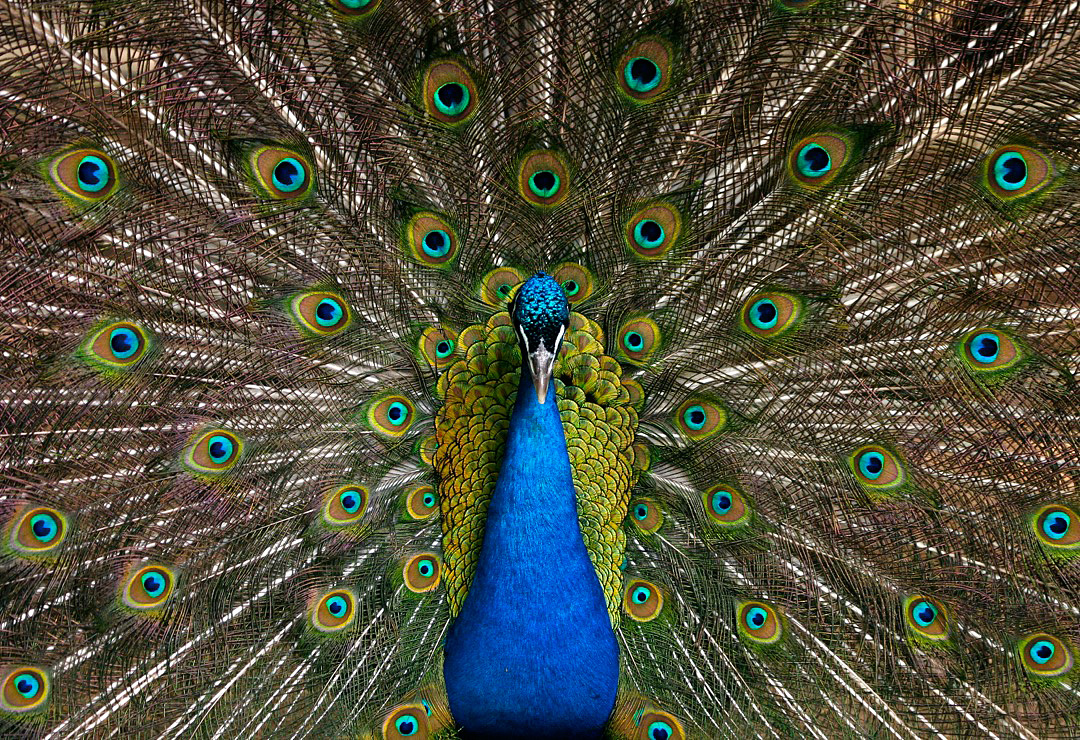 Indian Blue Peafowl.jpg