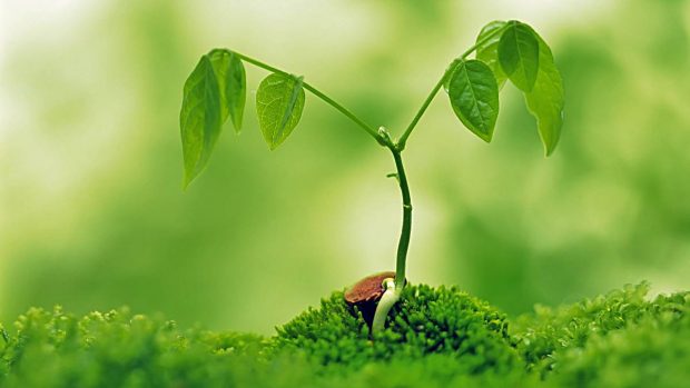 como-respiran-las-plantas-a-620x349.jpg