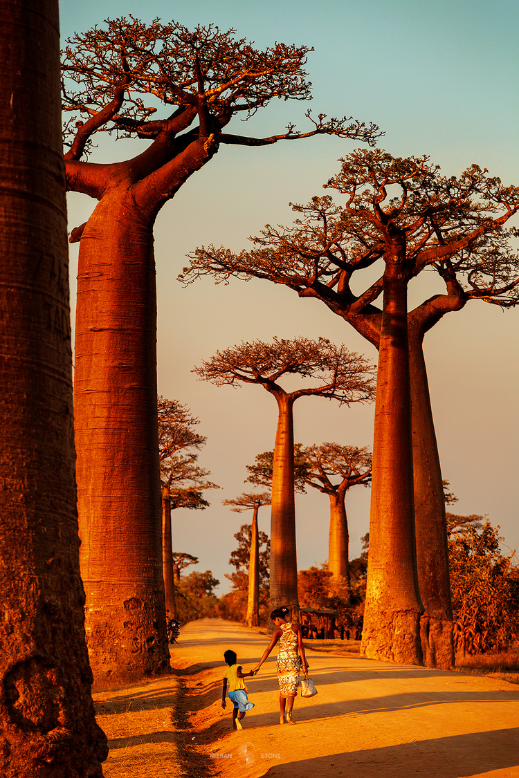 Baobabs.jpg