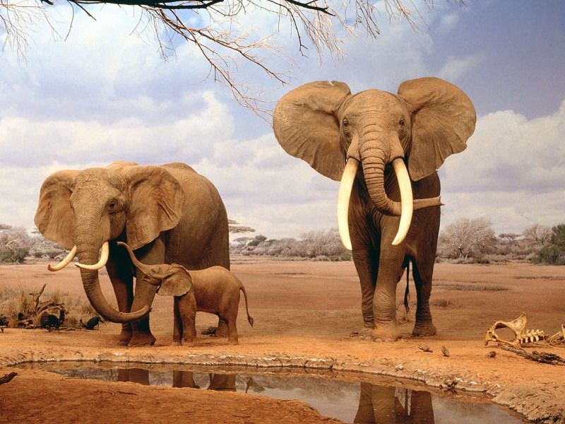 800-elephants-family-animals-wallpaper.jpg