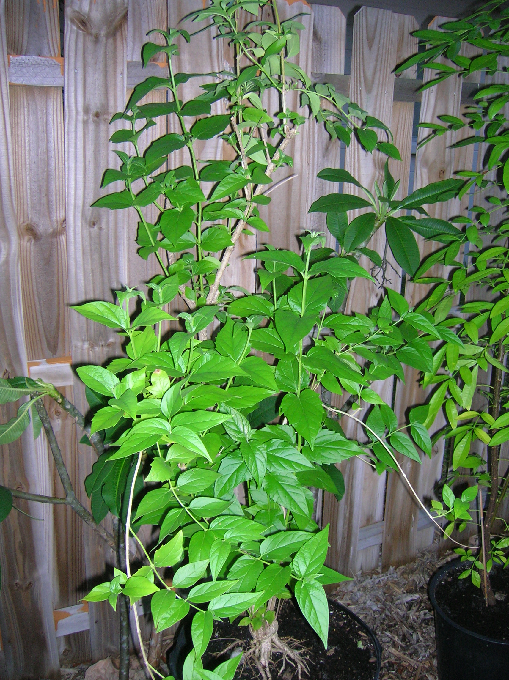 Nyctanthes_arbor-tristis.JPG