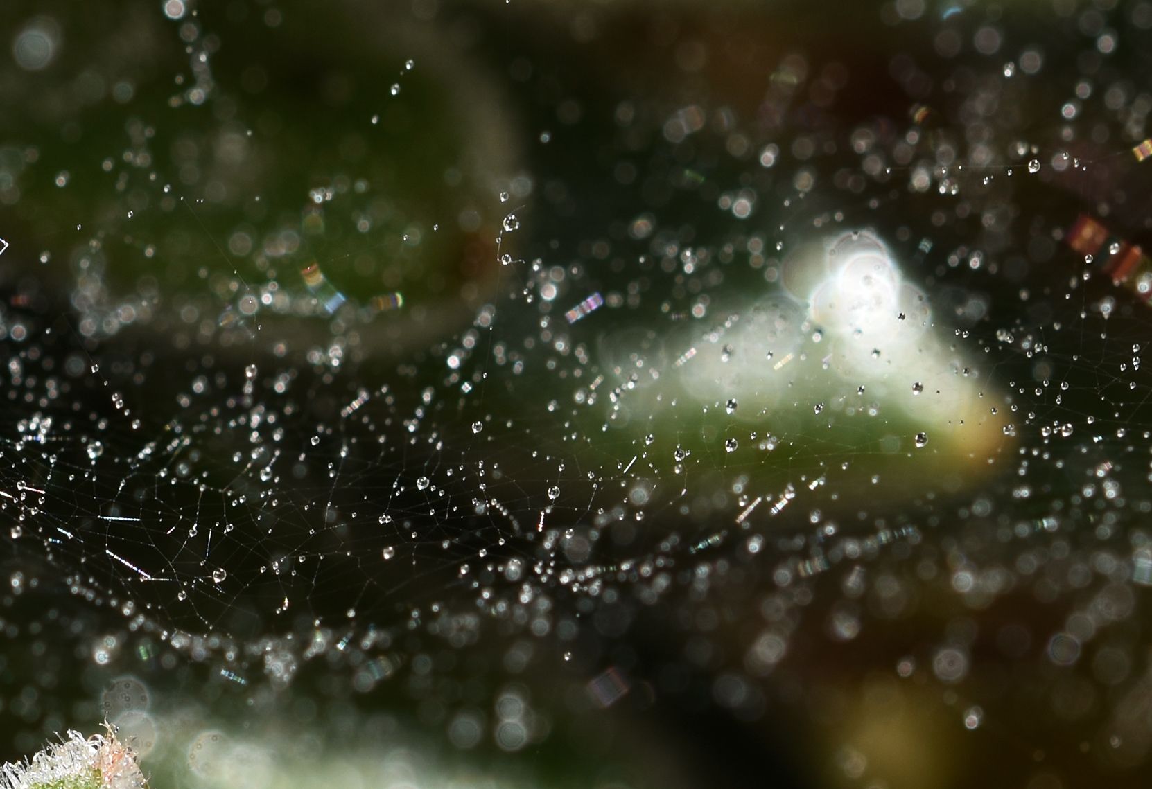 spiderweb drops macro 1.jpg