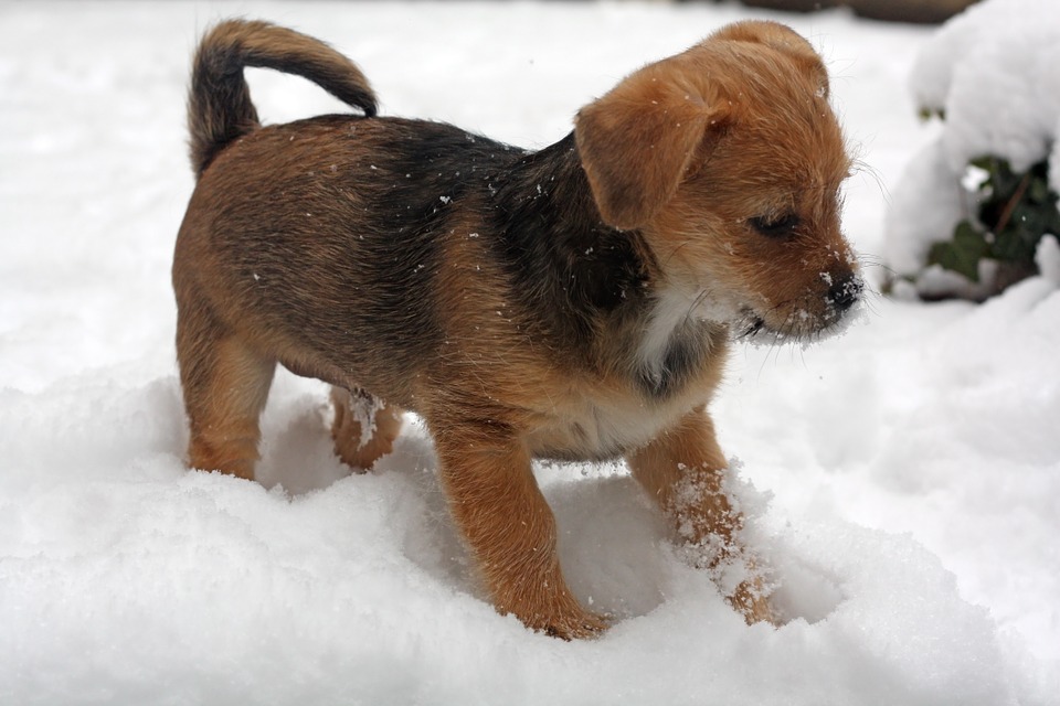 Puppy-Terrier-Cute-Winter-Dog-Snow-Animal-Pet-487960.jpg