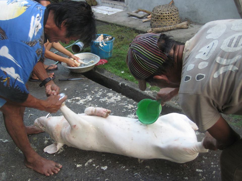 Lechon4.jpg