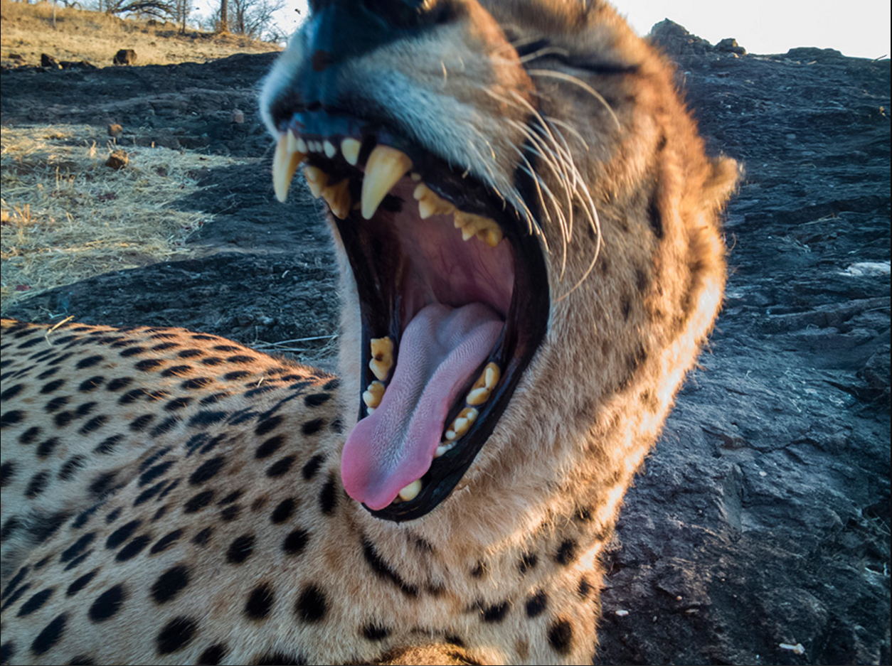 laughing cheetah.png