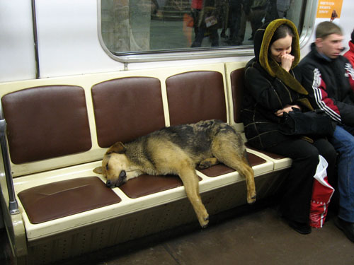 moscow dog.jpeg