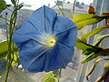 120px-Morning_Glory_Flower.jpg