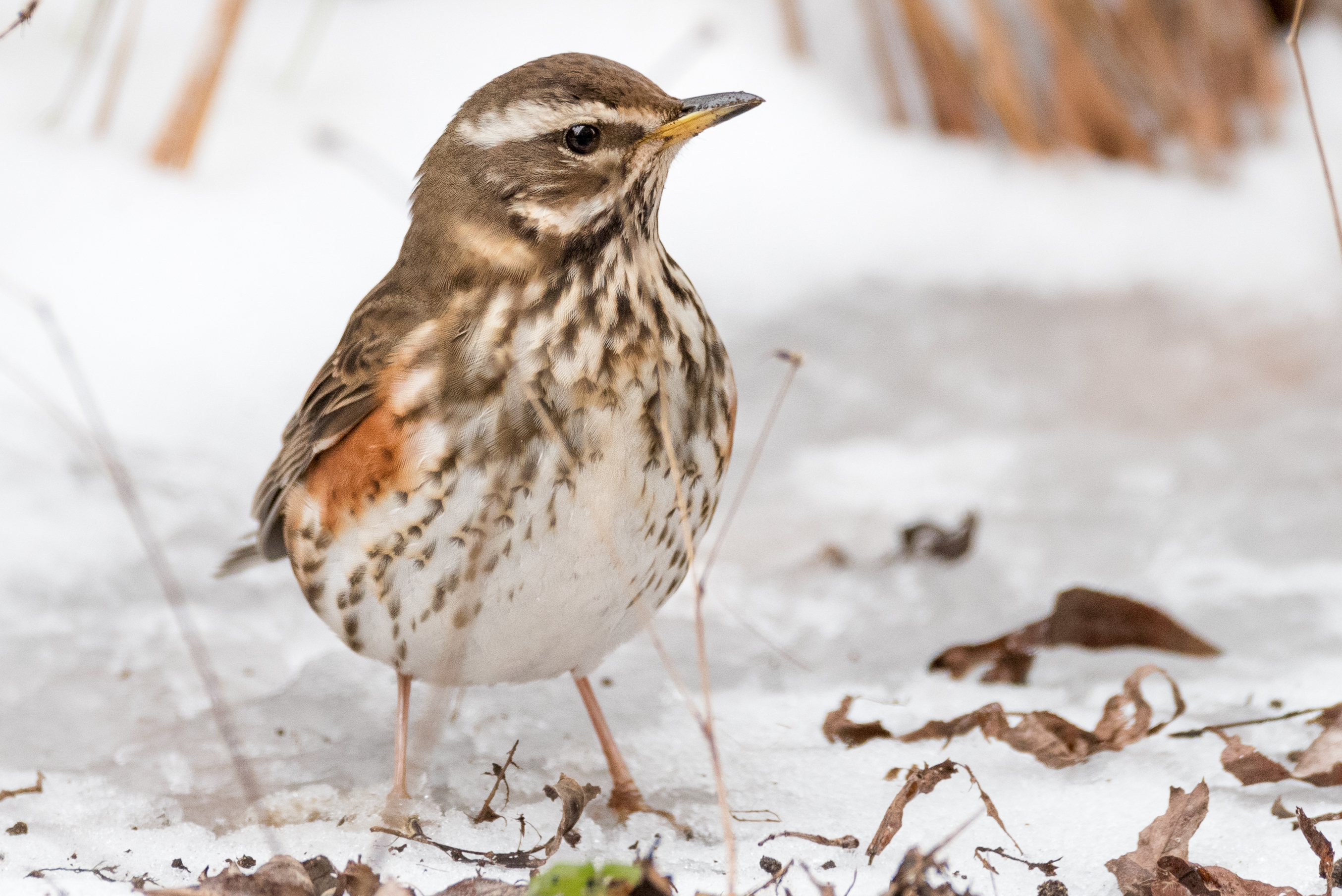 Redwing Thrush.JPG