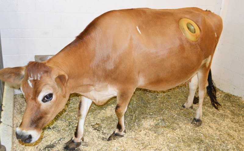 cow2.jpg