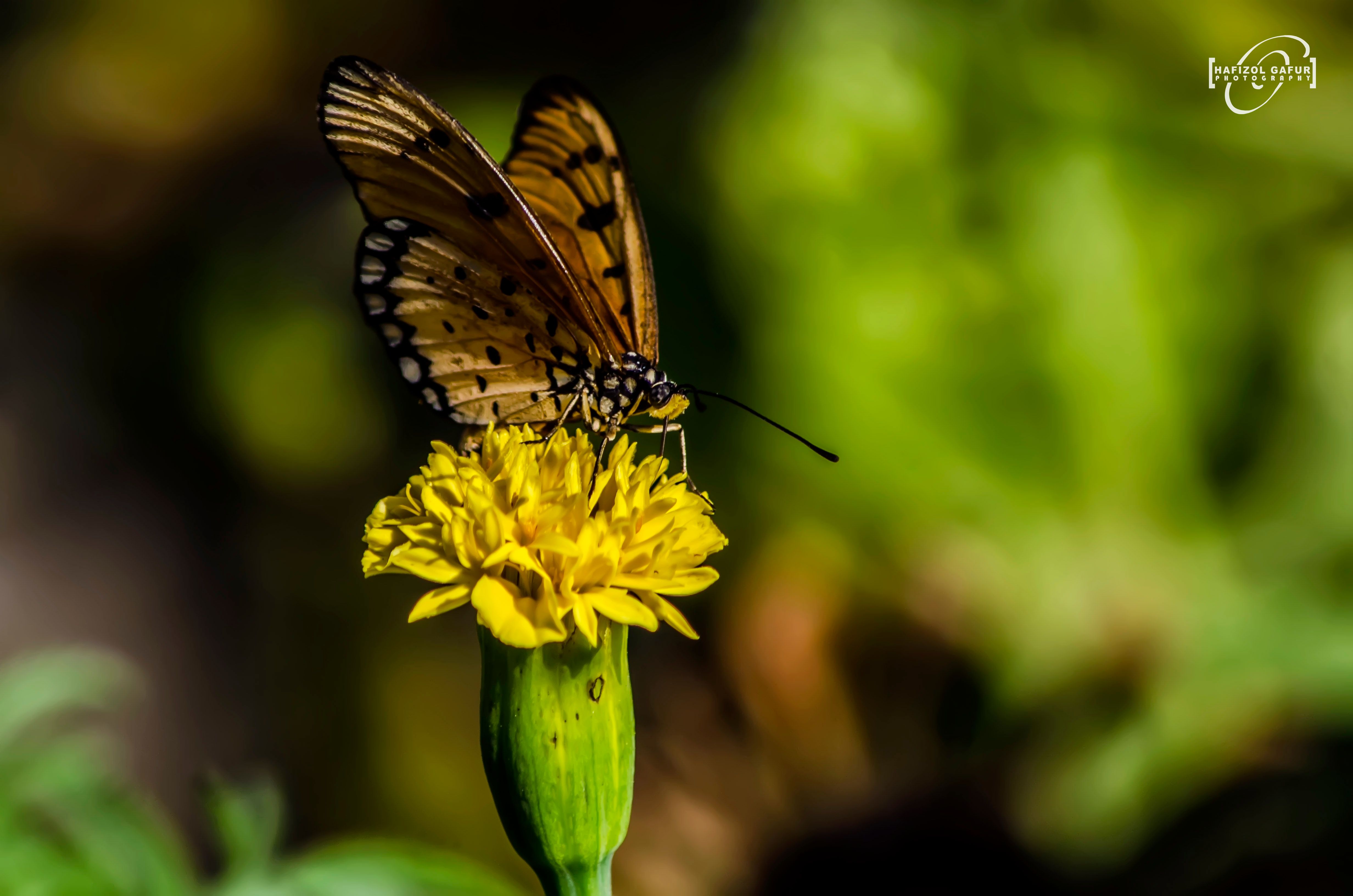 Butterfly-yellow.jpg