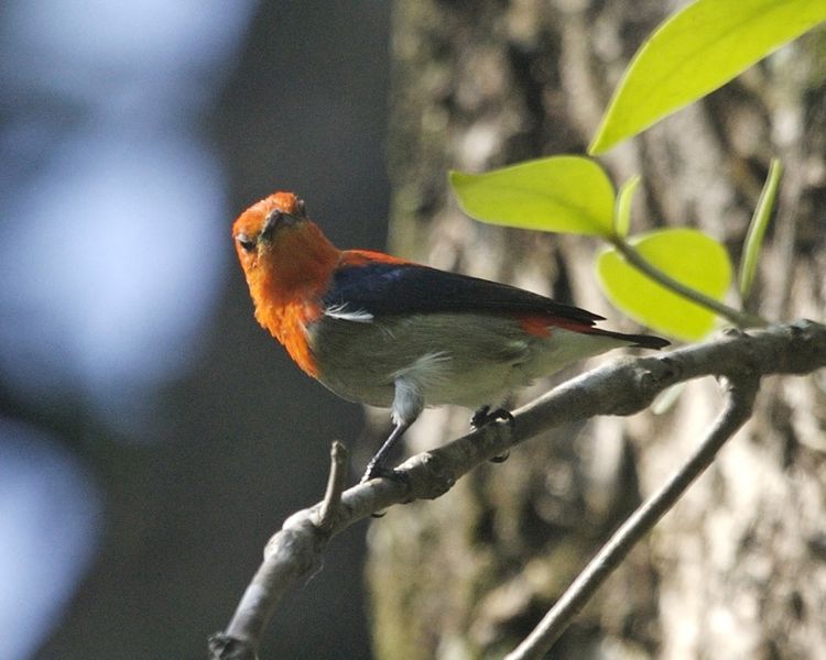 Burung Cabai Jawa Si Burung Endemik Yang Bertubuh Kecil Steemit