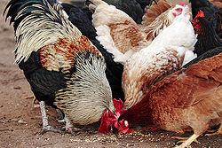 250px-Chickens_feeding.jpg