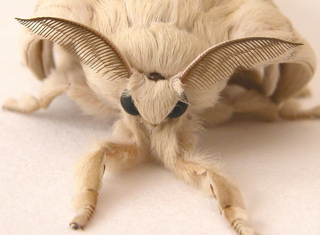 Venezuelan Poodle Moth 02.jpg
