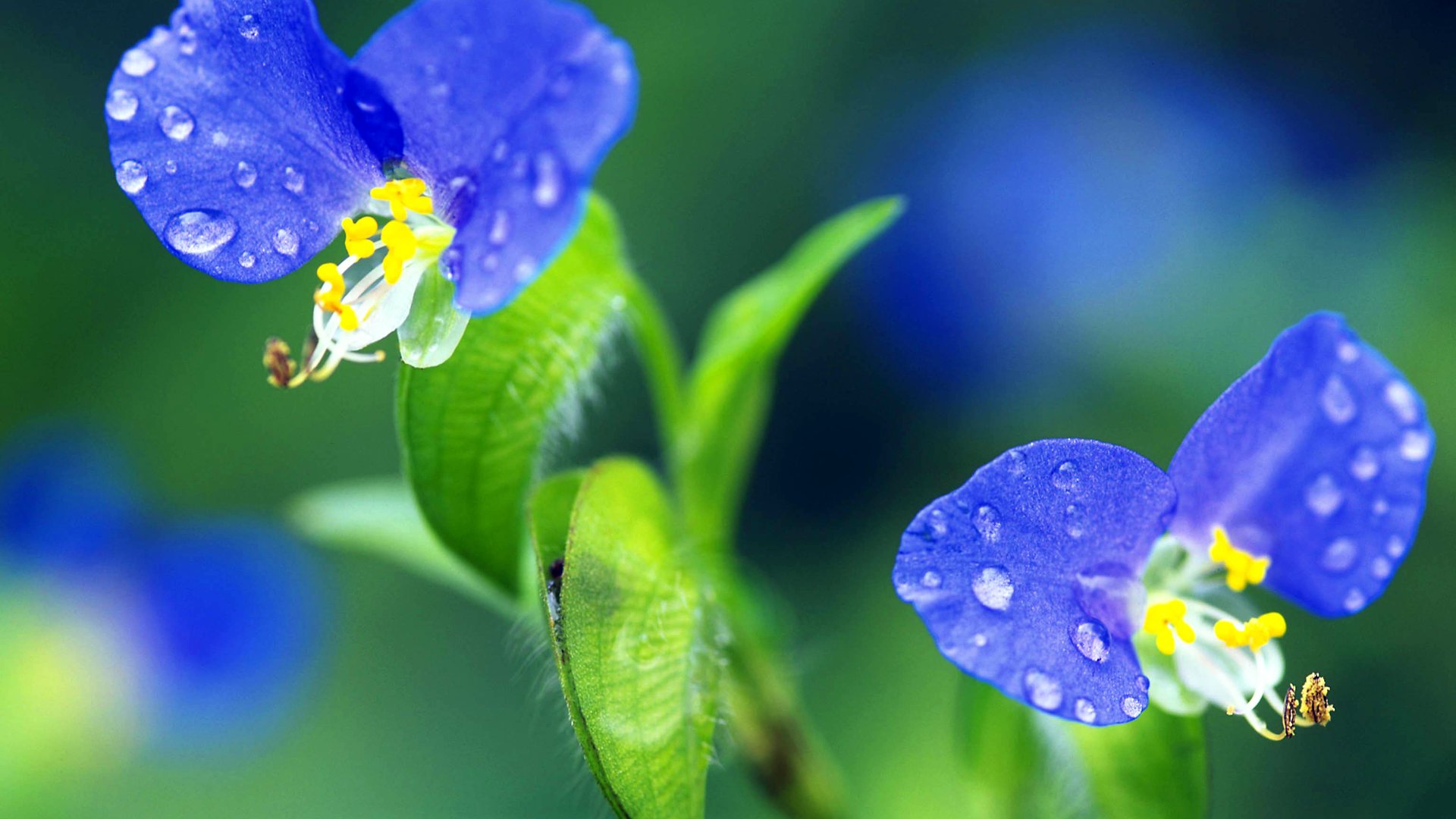 Best-beautiful-pairs-of-flower-hd-photography-flowers-1920x1080.jpg