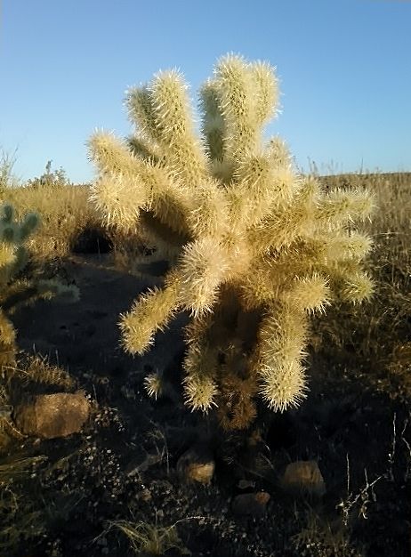 cactus 4-a.jpg