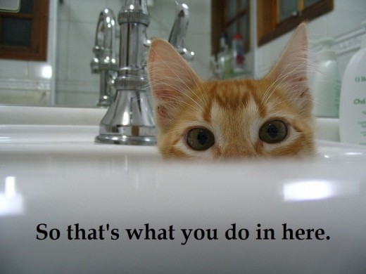 cat and tub8823610_f520.jpg