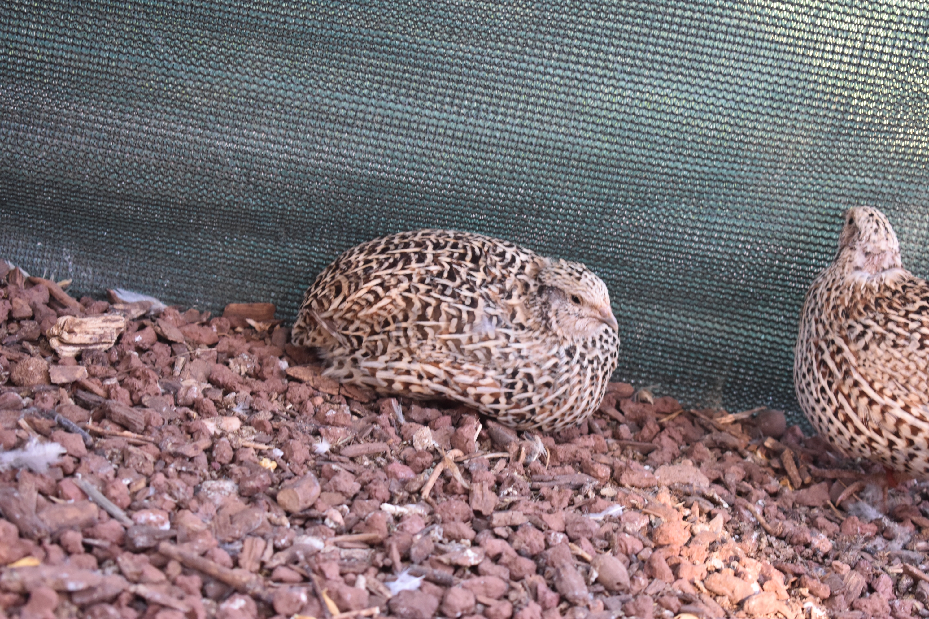 Some Basics On Keeping Japanese Coturnix Quail Steemit