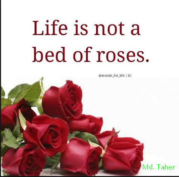 life is no bed of roses