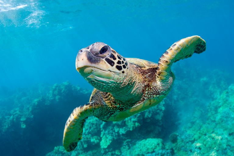 sea-turtle--hawaii-110896831-596153023df78cdc68ba309b.jpg
