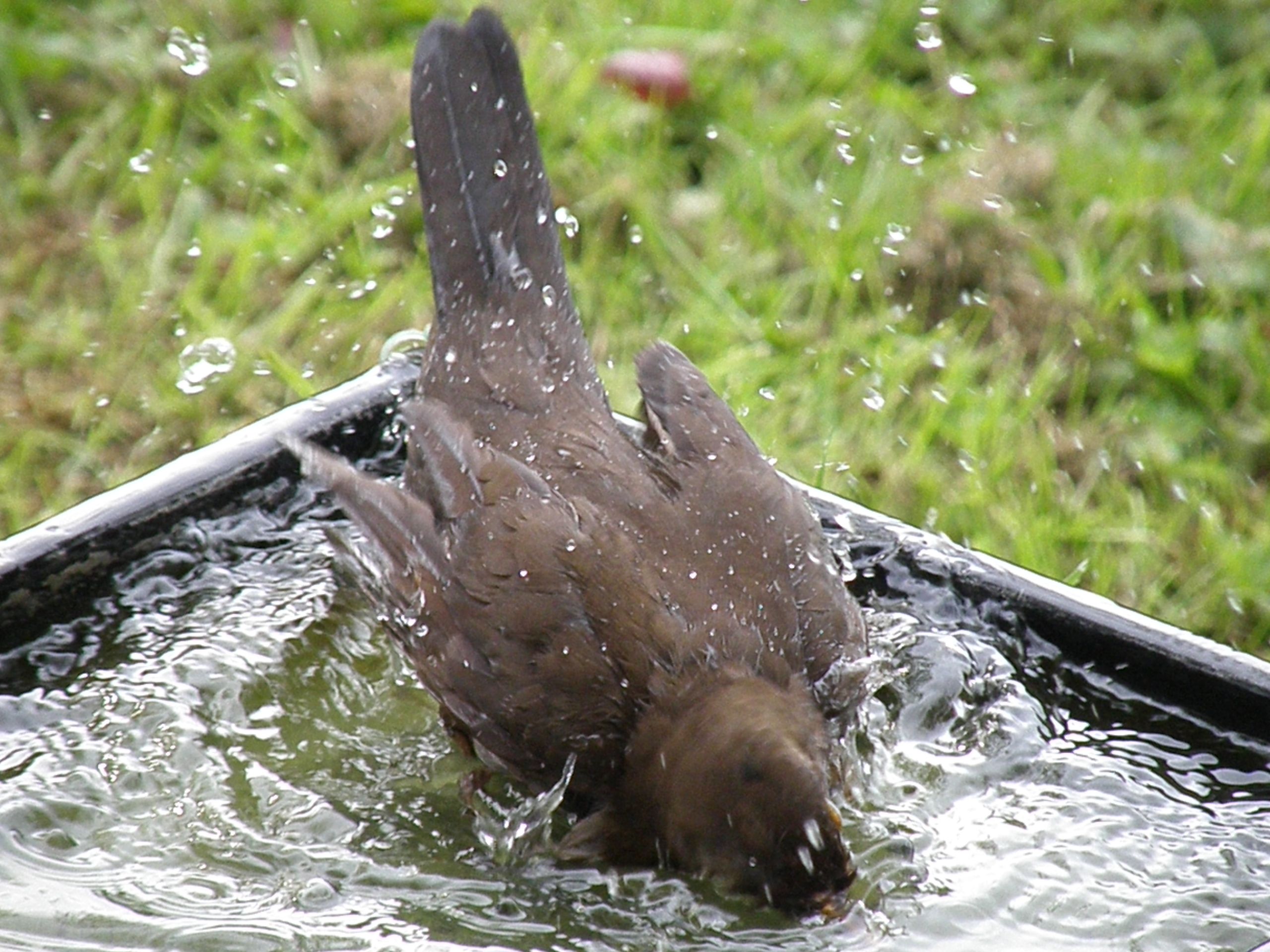 Mrs Blackbird bathing (19) (2015_09_28 11_13_35 UTC).JPG