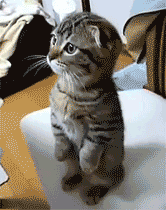 giphy.gif