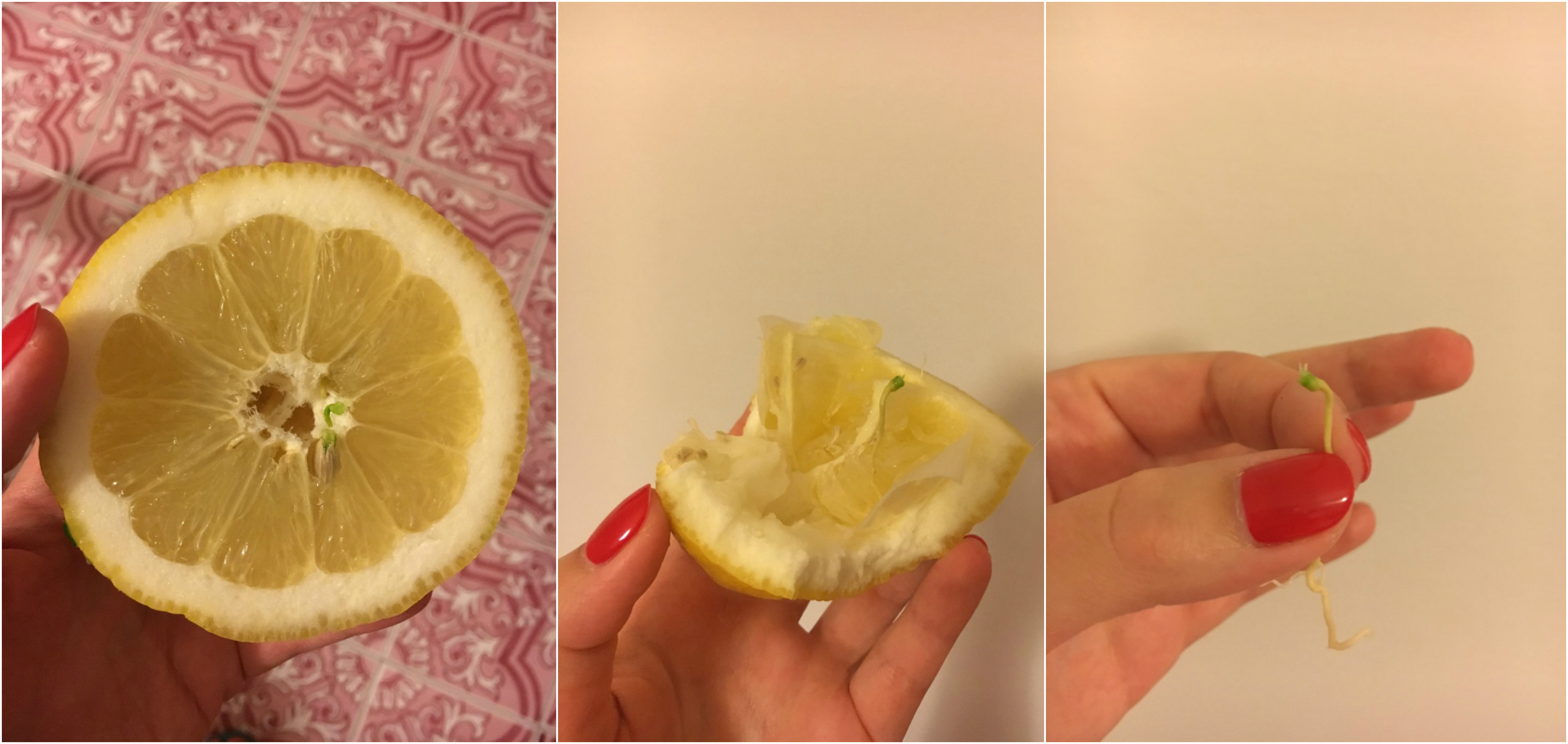 Lemon.jpg