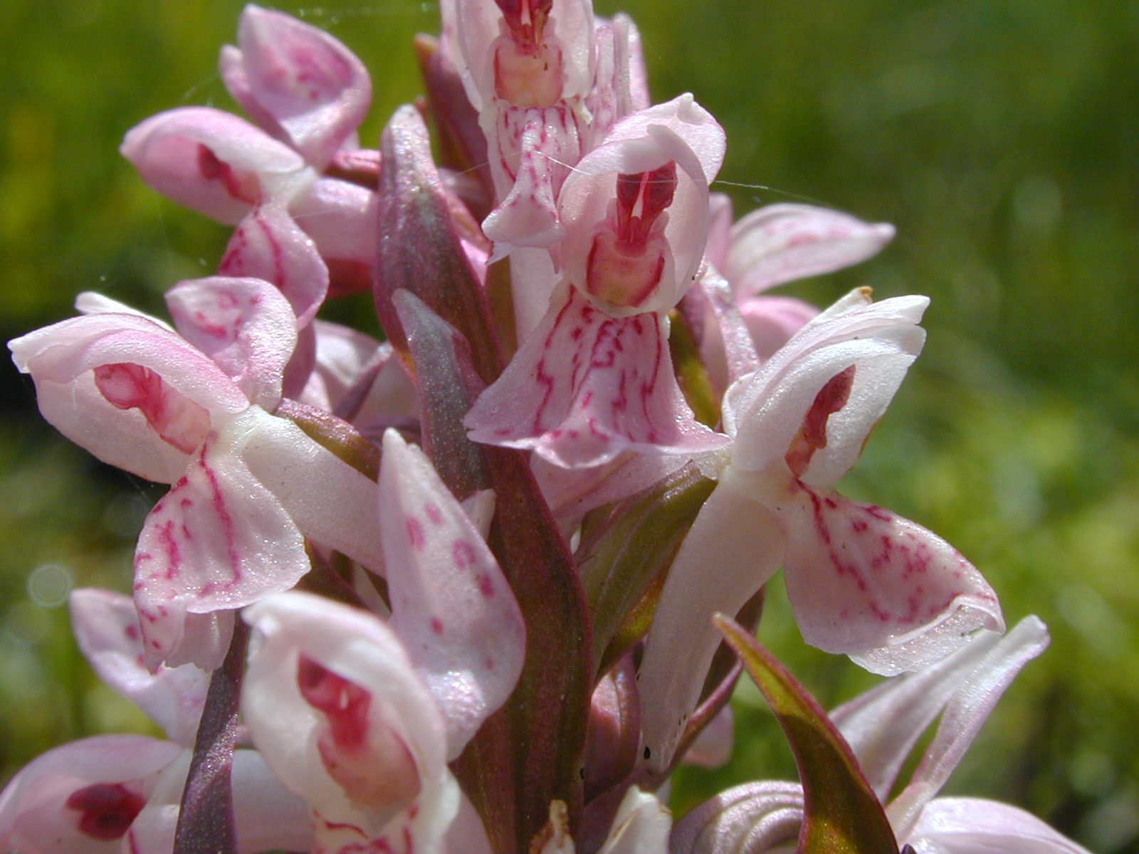 Early Marsh Orchid 3.jpg