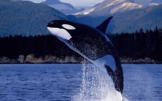 orca in wild2.jpg