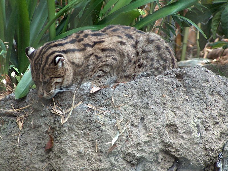 Fishing-Cat.jpg