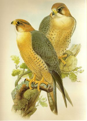 FalcoPeregrinusBabylonicusGould.jpg