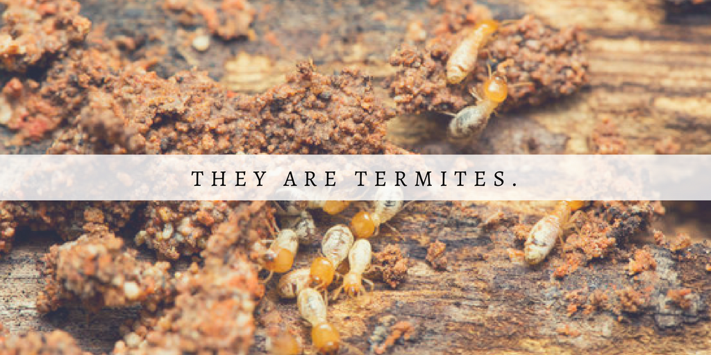 Green and Yellow Photo Quotes Fall Twitter Post (4).png