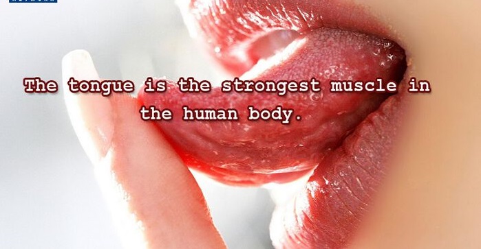 Strongest in the is body muscle what Which is