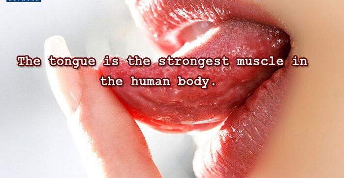 What Is the Strongest Muscle in the Human Body?