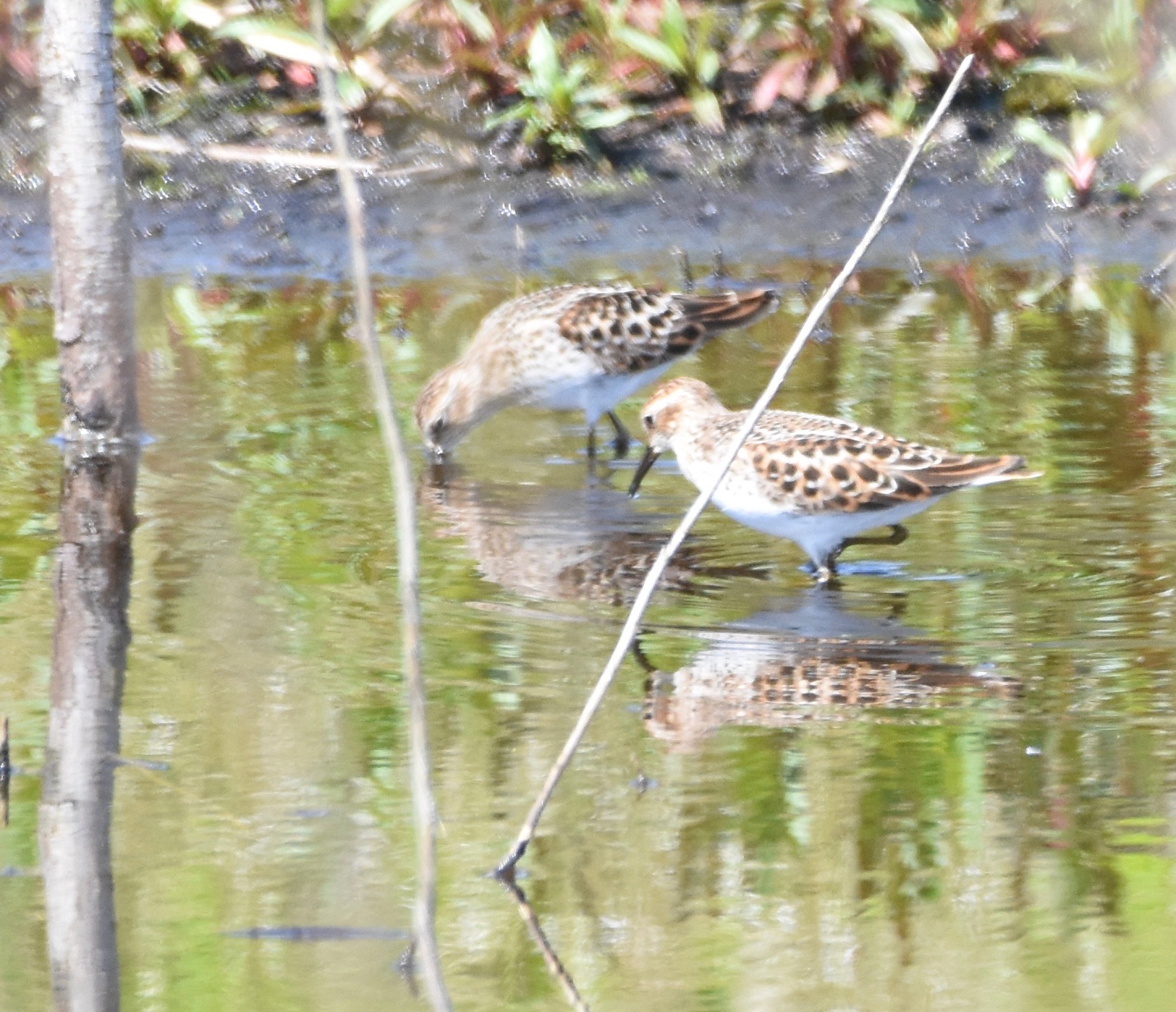 DSC_4736.jpg