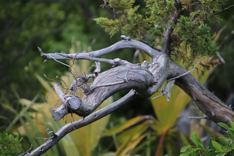 dead-branch-2747442_960_720.jpg