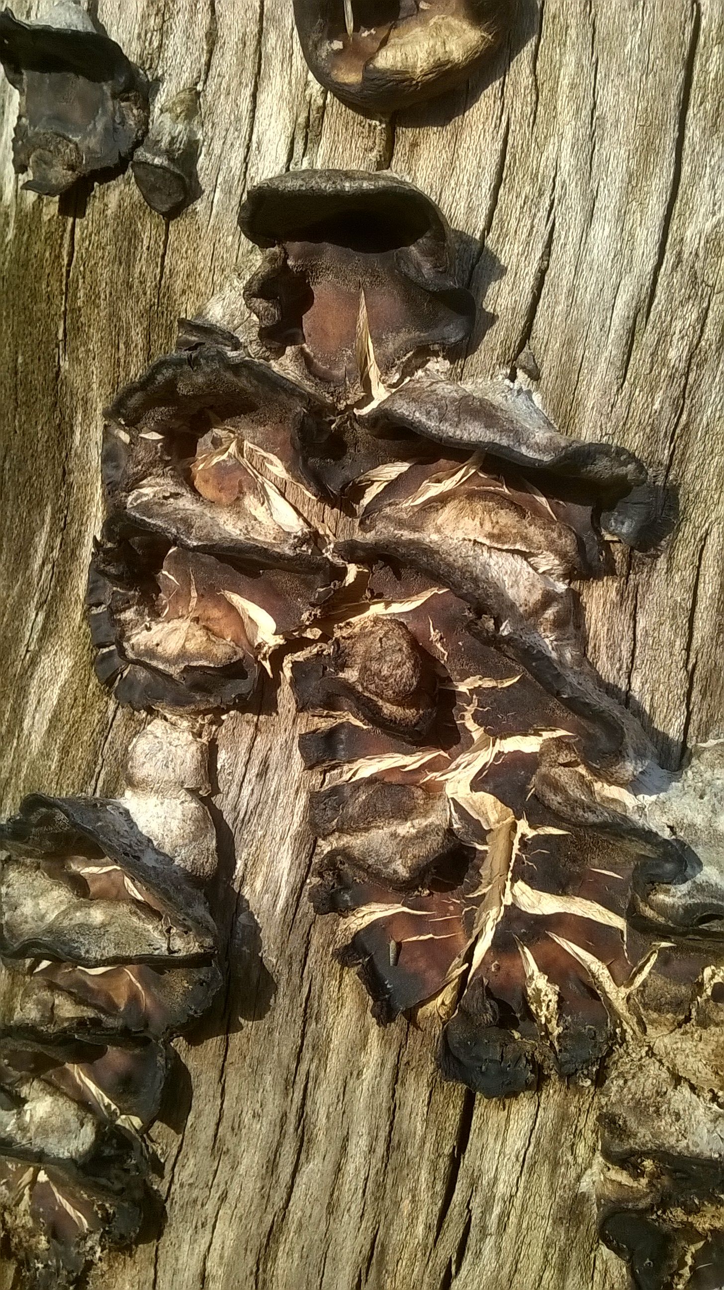 WP_20150624_025.jpg