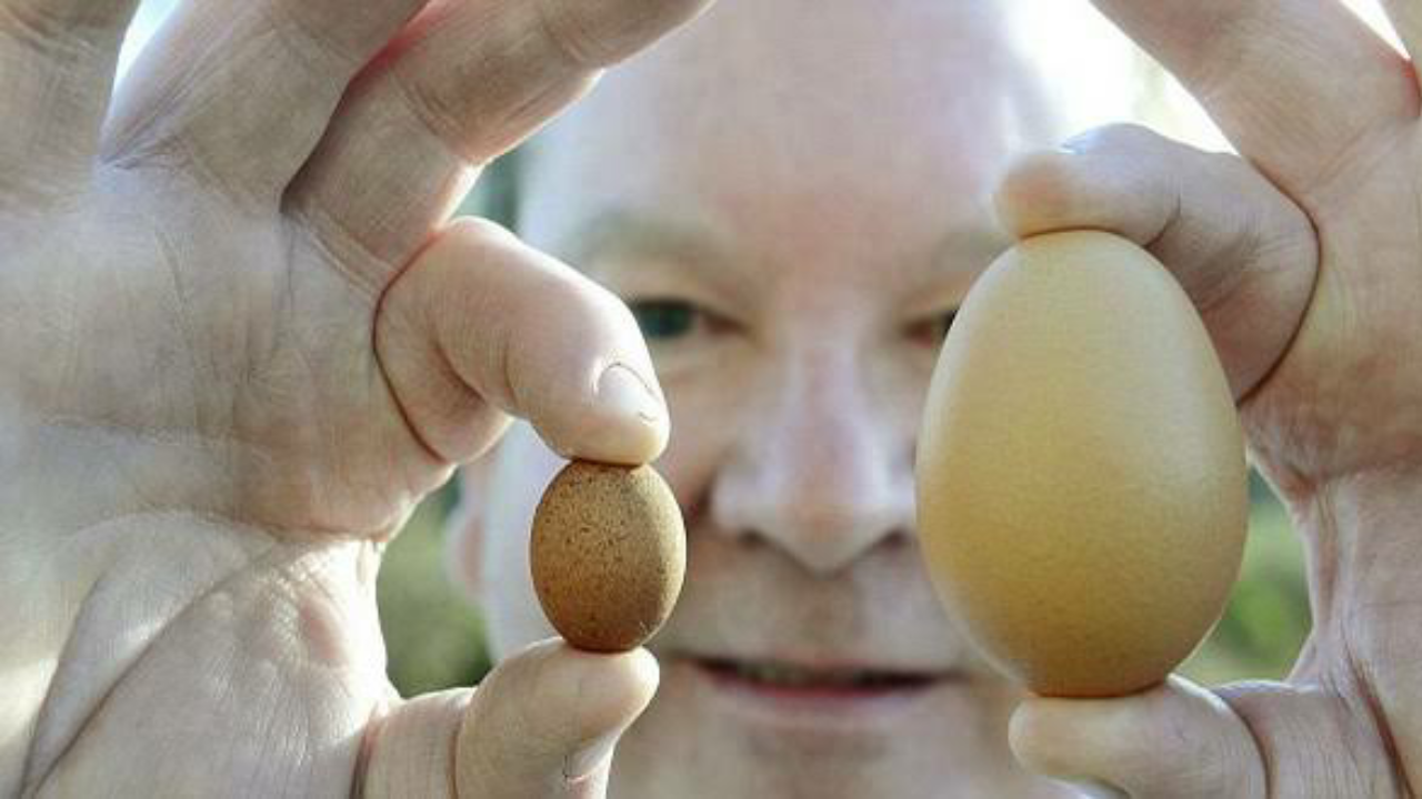 Самое сильное яйцо. Маленькие яйца. Крупные яйца.