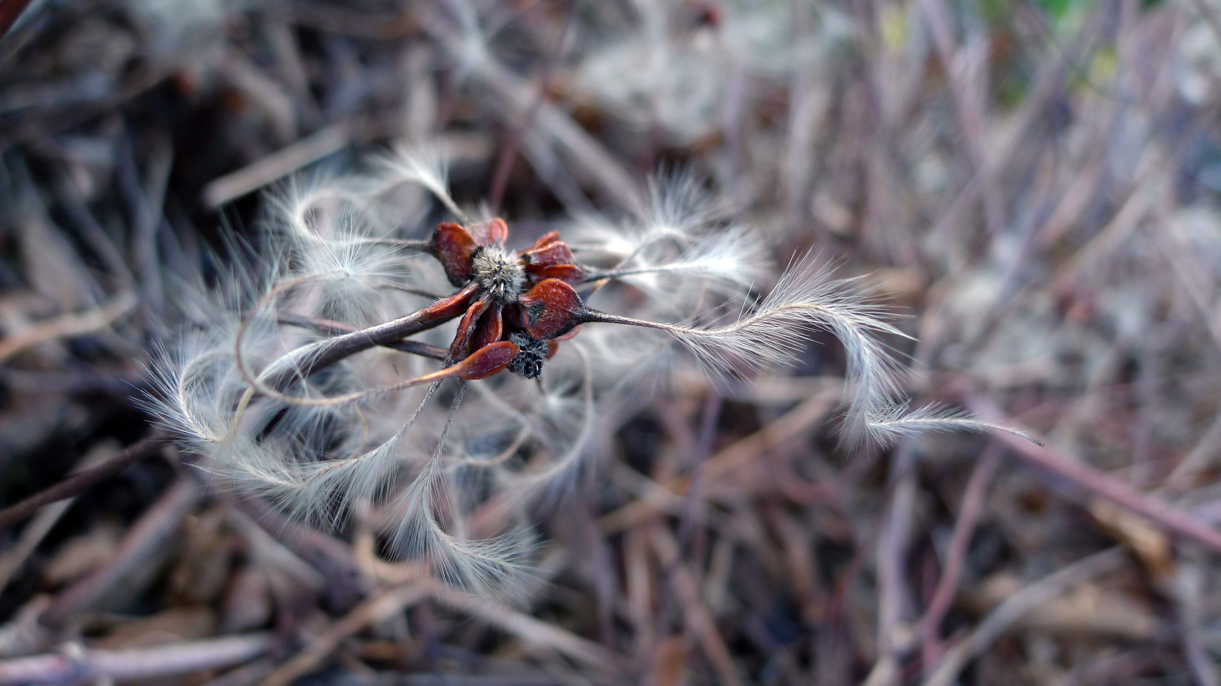 grassMacro.jpg